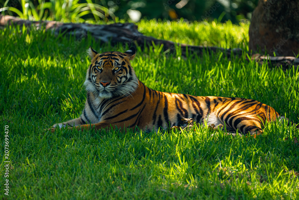 Fototapeta premium Wild Sumatran tiger resting calmly on the bright green grass lawn and looking directly at the camera in the dappled sunlight.