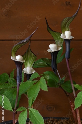 Gaudy Jack (Arisaema sikokianum).  Araceae dioecious   poisonous.Japanese 'Yukimochisou'. Although native to Japan, it has been designated an endangered species due to over-harvesting.