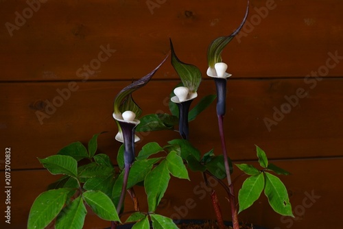 Gaudy Jack (Arisaema sikokianum).  Araceae dioecious   poisonous.Japanese 'Yukimochisou'. Although native to Japan, it has been designated an endangered species due to over-harvesting.