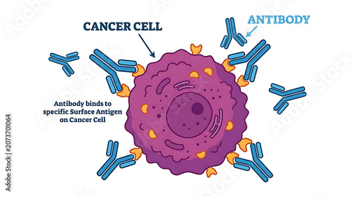 An antibody targets and binds to specific antigens on a cancer cell.
