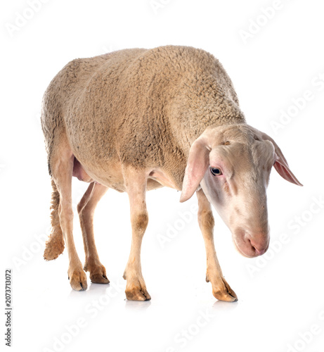 Принти на полотні adult ewe