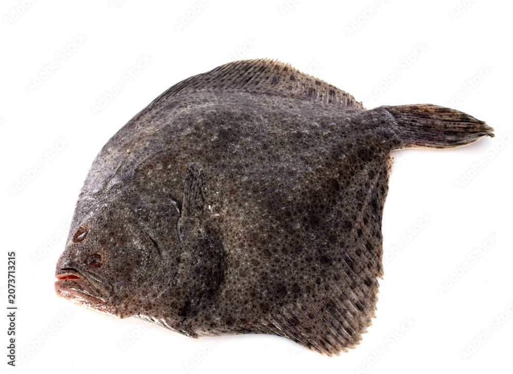 Fototapeta premium turbot