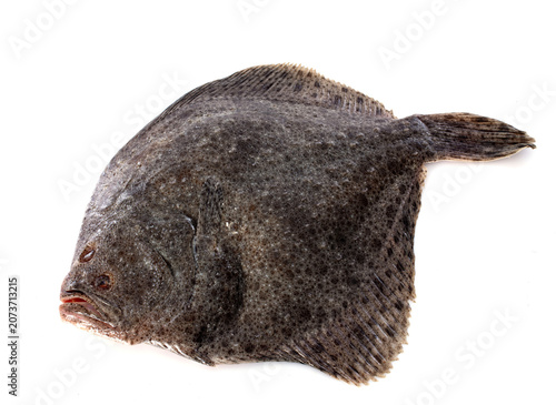 Schilderij op canvas turbot