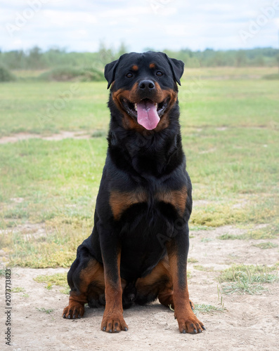 rottweiler in nature