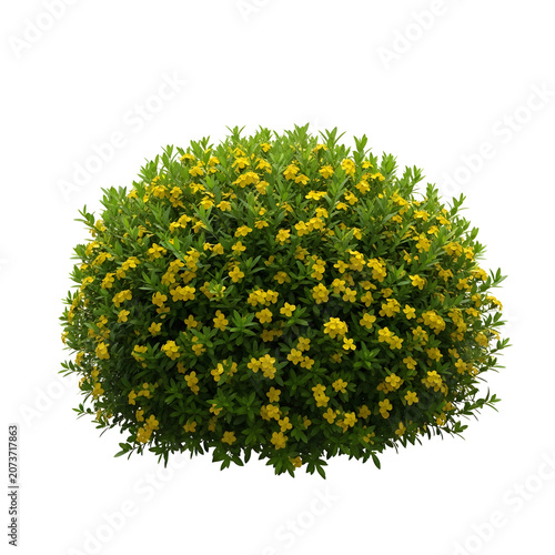Green shrub with yellow flowers top view