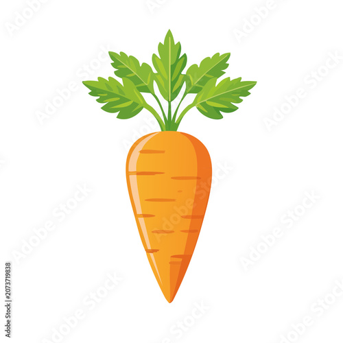 Orange carrot with green leaves vector illustration