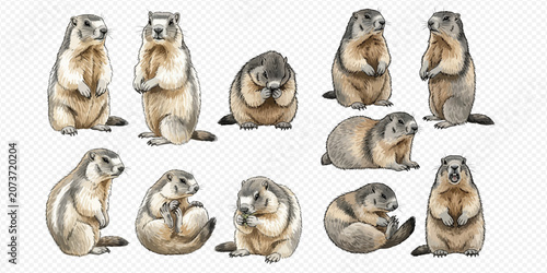 Canvastavla Collection of watercolor marmots in various poses, hand-drawn illustration set