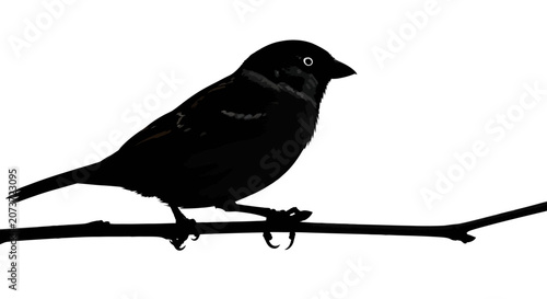 Tableau sur toile Silhouette of a small bird perched on a branch
