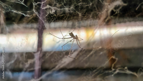 Bild auf Leinwand A cellar spider (Pholcus phalangioides) sitting in its messy cobweb inside a basement, close-up view