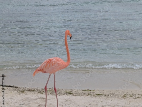 Flamingo in Profile 