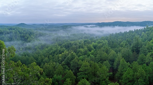 Misty forest canopy at dawn, rolling hills in distance