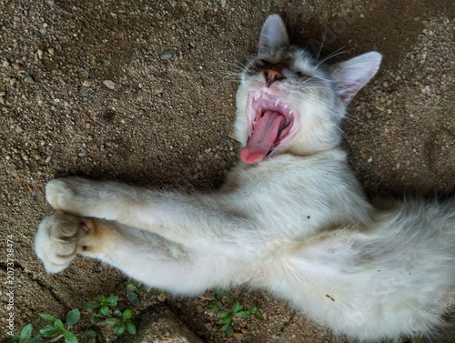 Cat yawning after waking up from the nap.