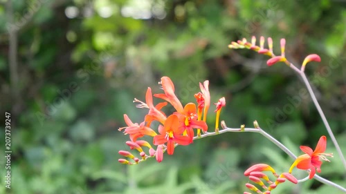 クロコスミアの花。姫檜扇水仙(ヒメヒオウギズイセン)とも呼ばれる赤い花の動画。