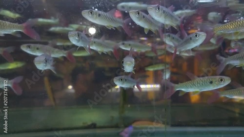 A close-up shot school of Pinktail Chalceus swimming in aquarium