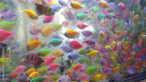 Footage school GloFish swimming in large aquarium Record from side