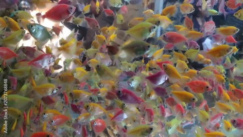 Footage Video a school of colorful fish swimming in large aquarium recorded close up