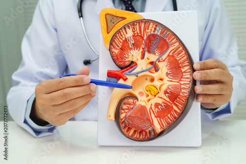 Chronic kidney disease, doctor with model for treatment urinary system, urology, Estimated glomerular filtration rate eGFR.