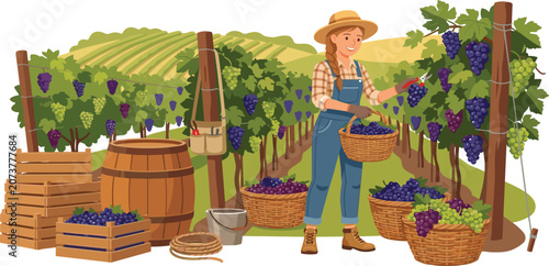 Vineyard grape harvest landscape illustration with female farmer worker baskets barrel and scenic hills vector