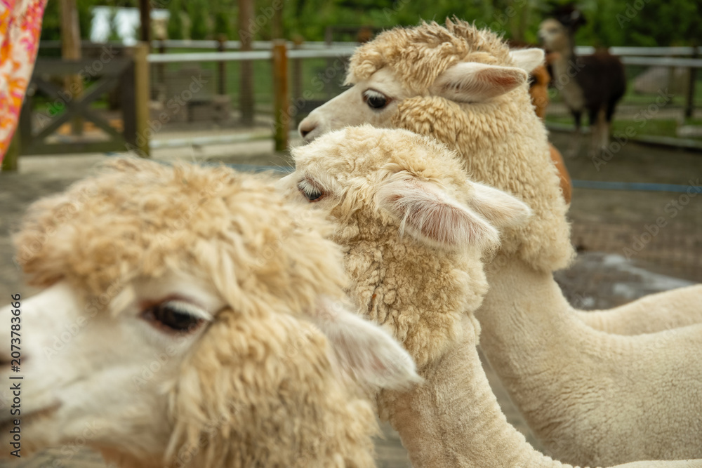 Fototapeta premium Three alpacas with fluffy fur are standing close together