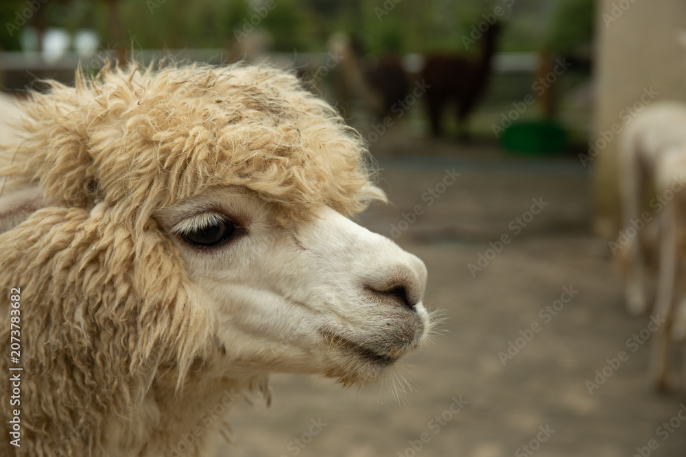 Fototapeta premium Fluffy alpaca stands in focus with blurred ranch animals behind