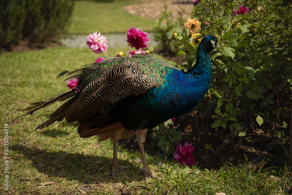 Obraz premium Peacock showcasing vibrant feathers near blooming flowers