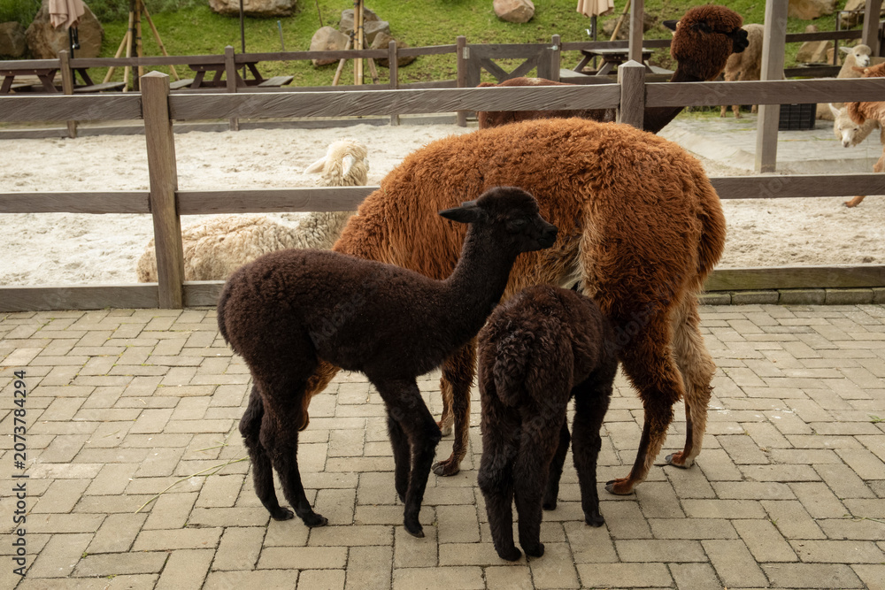 Fototapeta premium Two young alpacas stand close to a larger brown alpaca