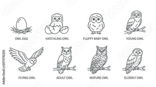 Owl Illustrations in Various Poses.