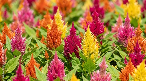 Vibrant Celosia Flowers Close Up in Sunny Garden with Rich Colors