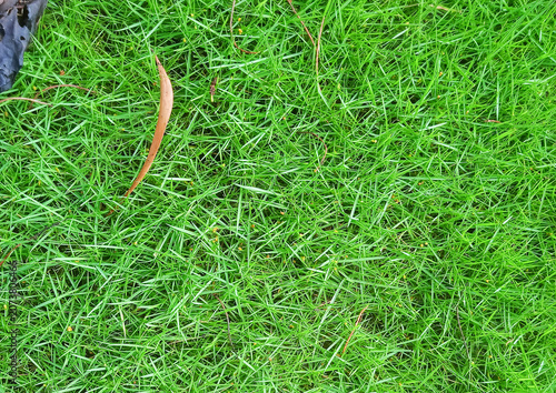 top view of fresh green grass texture background with scattered dry leaves