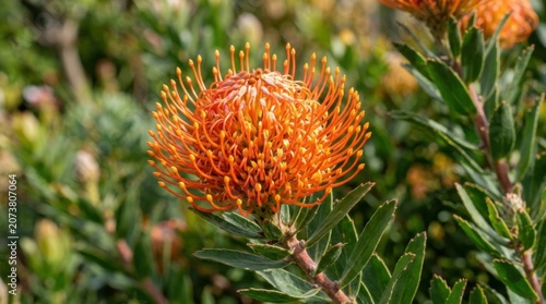 Close up of blooming orange pincushion protea flower