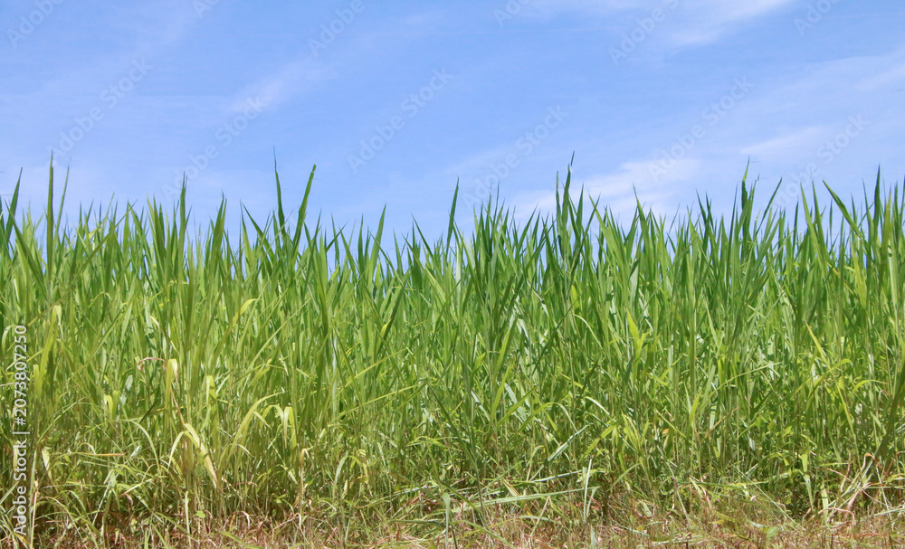 Fototapeta premium A vast expanse of lush green meadows, a clear sky, delicate blades of grass, a clean and uncluttered botanical design.