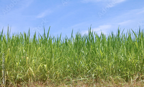 A vast expanse of lush green meadows, a clear sky, delicate blades of grass, a clean and uncluttered botanical design.