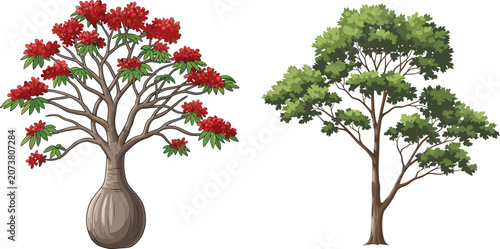 Photos Bottle tree with red flowers, deciduous tree with green foliage, nature comparis