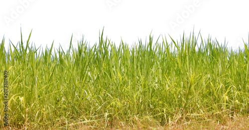 Dense green grass border, isolated on transparent background, natural landscaping element, fresh spring look