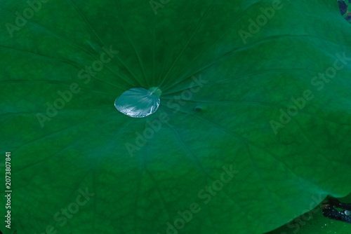 Close up of green lotus leaf with water drop