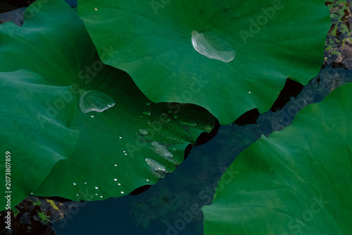 Green lotus leaves on pond water