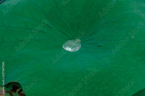 Close view of a green leaf with textured veins