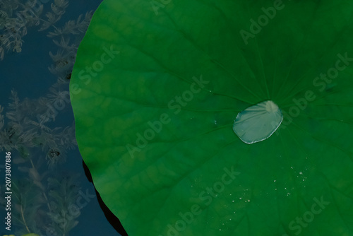 Green lotus leaf with water droplet on pond