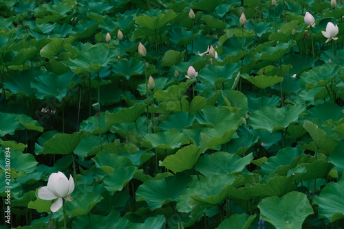 Lotus pond with green leaves and flower buds