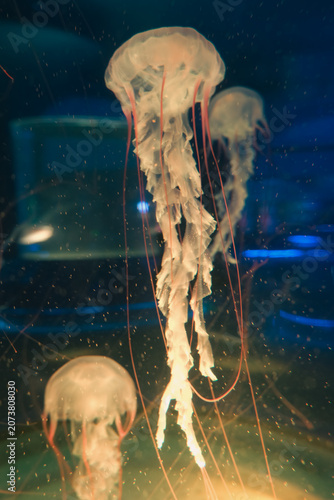 Glowing jellyfish in dark aquarium