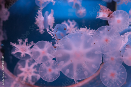 Soft pink jellyfish floating in blue water