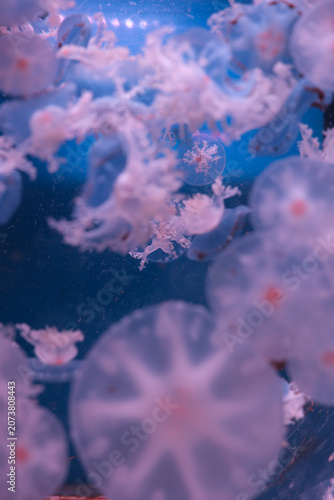 Dreamy pink jellyfish underwater in aquarium