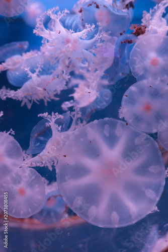 Soft pink jellyfish floating underwater
