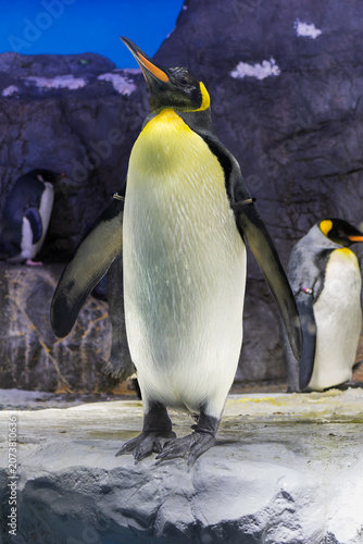 Tableau sur toile King penguin (Aptenodytes patagonicus) in the Osaka Aquarium Kaiyukan, king peng