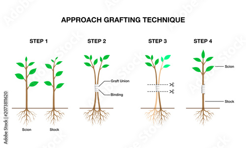 Принти на полотні Educational botany infographic showing 4 steps of approach grafting technique