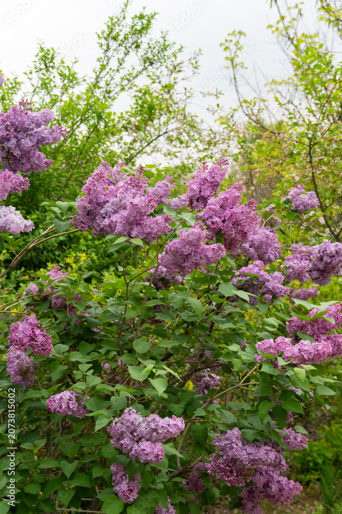 Obraz premium Blooming Purple Lilac Flowers in Spring Garden