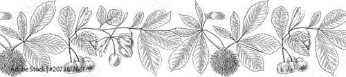 Schilderij op canvas Vintage botanical border, horse chestnut leaves and fruits engraved vector illus