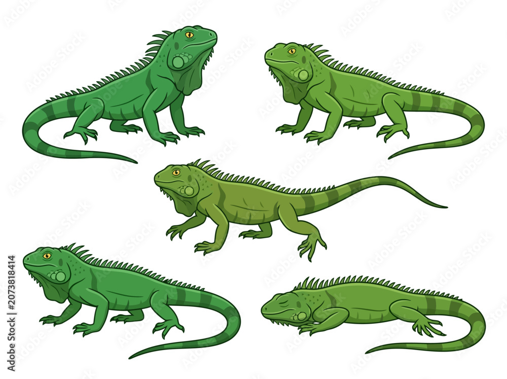 Fototapeta premium A collection of five green iguana illustrations in various poses.
