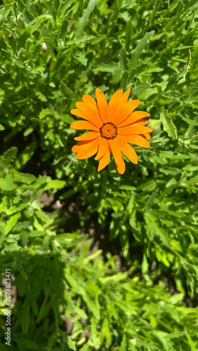 Orange Daisy Flower Blooming in Green Garden Leaves Close Up