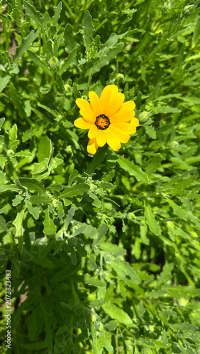 Bright Yellow Daisy Flower in Green Garden Foliage Close Up